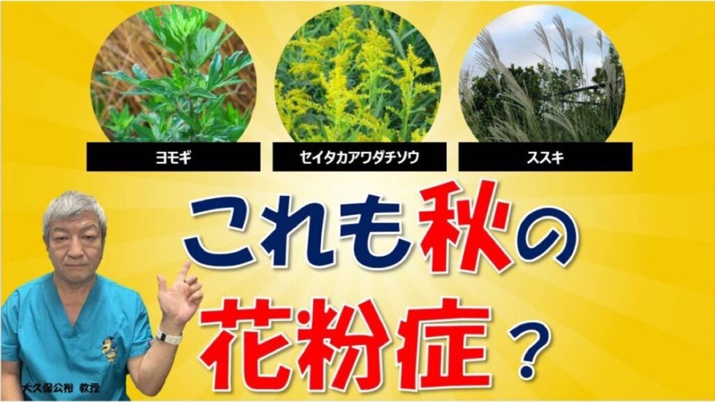 秋の花粉症はブタクサの他にヨモギやイネ科も原因？大久保公裕先生がやさしく解説