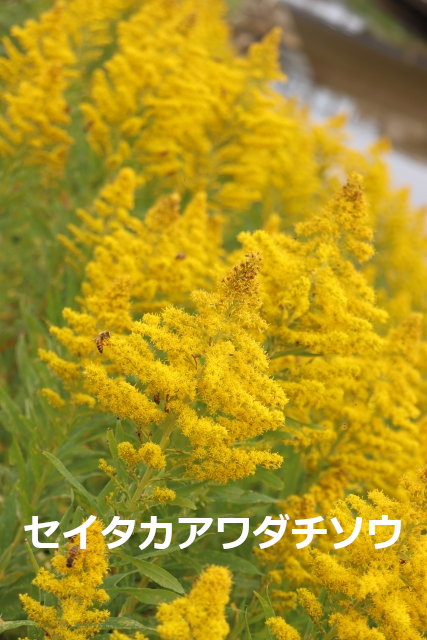 ブタクサとは違う「セイタカアワダチソウ」!花粉症の原因に?大久保公裕先生がやさしく解説 | NPO花粉症・鼻副鼻腔炎治療推進会