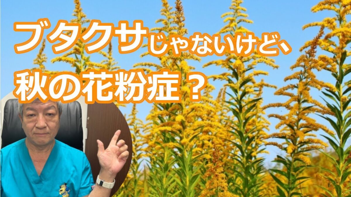 ブタクサとは違う「セイタカアワダチソウ」!花粉症の原因に?大久保公裕先生がやさしく解説 | NPO花粉症・鼻副鼻腔炎治療推進会