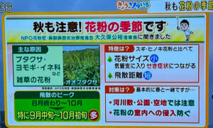 毎日放送「なないろ日和」で大久保公裕理事長が「秋も注意！花粉の季節です」を解説