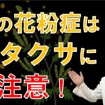 8月9月10月秋の花粉症は何？ブタクサ花粉症の特徴は？大久保公裕先生がやさしく解説