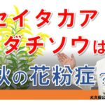 ブタクサ花粉症の人はセイタカアワダチソウにも注意が必要？大久保先生がやさしく解説