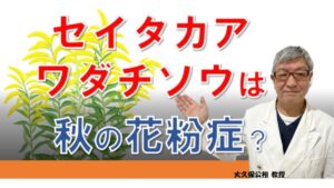 ブタクサ花粉症の人はセイタカアワダチソウにも注意が必要？大久保先生がやさしく解説