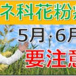 ５月６月の花粉症の原因は何？イネ科花粉症の特徴は？大久保公裕先生がやさしく解説