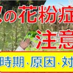 【早めに出る⁉】秋の花粉症の原因は何？いつから始まる？対策法を大久保先生がやさしく解説