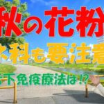 秋はブタクサ・イネ科の花粉症に注意!イネ科にも舌下免疫療法?専門医が解説【大久保公裕教授】