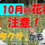 9月のくしゃみ・鼻水・目のかゆみは「ブタクサ花粉症」かも⁉ 専門医・大久保公裕教授が解説